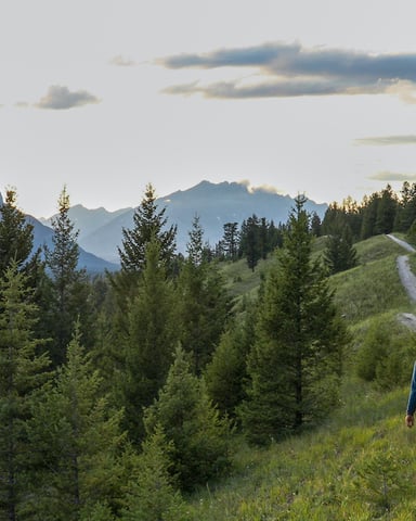 Two hikers walking on a trail through coniferous forest with mountain peaks in the distance